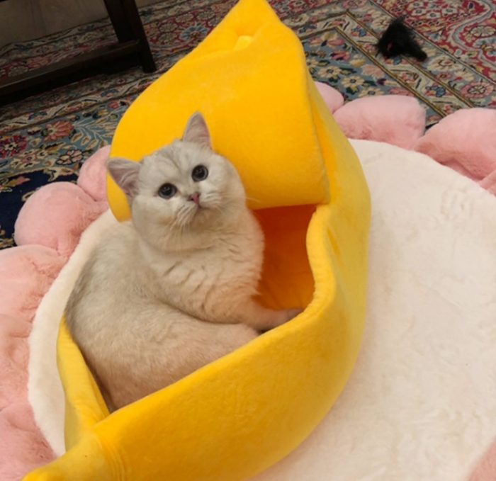 Pet Bed Cute  Creative Cat's Nest, Cat Puppy Banana Shape Closed Shape, Suitable for Indoor and Outdoor Use Anti-Skid Movement Nest - Image 2
