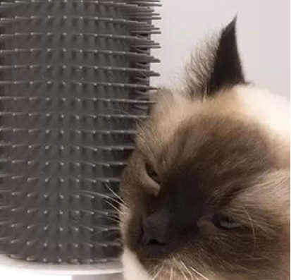Softer Cat Self Groomer with Catnip