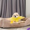 Dog Toys for Small, Medium and Large Breeds, Cute Stuffing-Free Duck with Soft Squeaker - Image 2