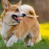 Squeaker Dog Ball Bounce Ball Playmate for Fetching Fun - Image 2